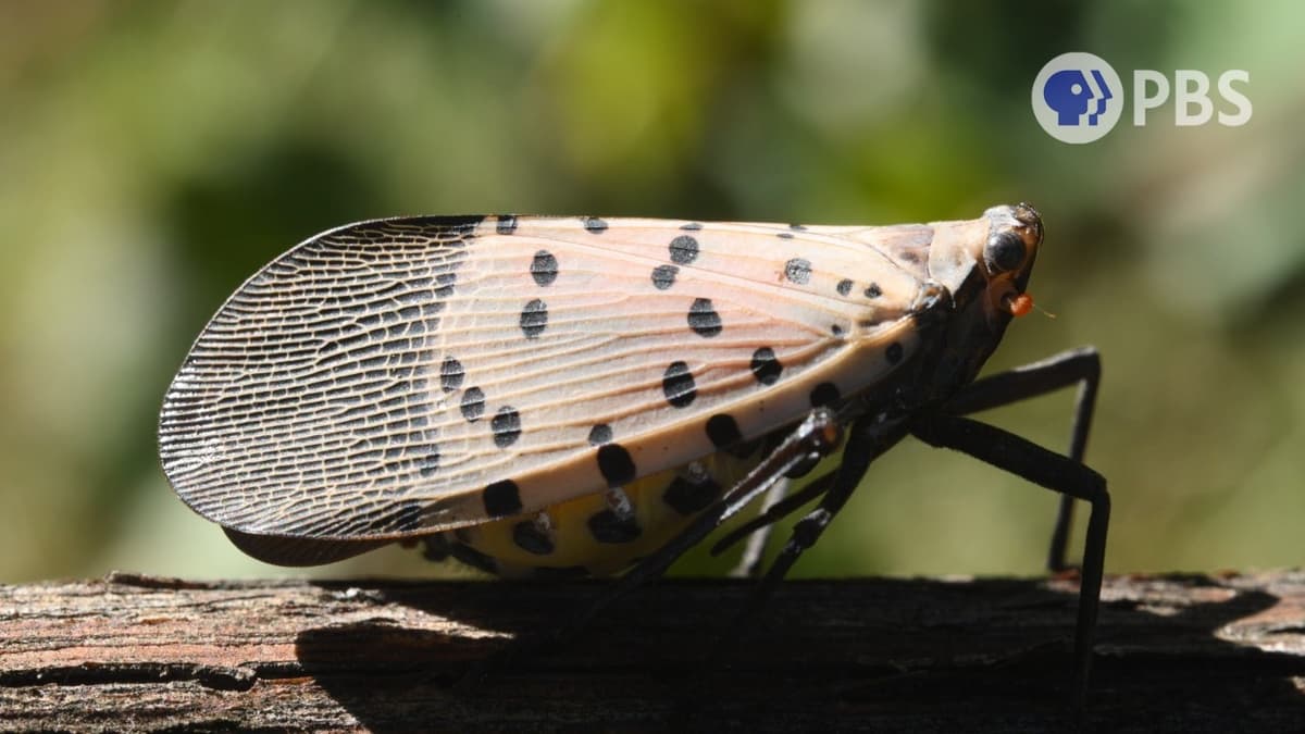 Spotted Lanternflies Are The Ultimate Party Crashers