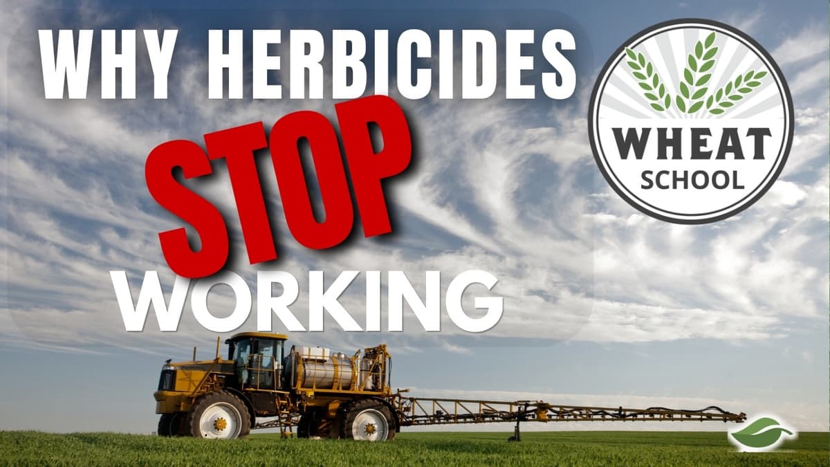 What Helps and What and Hurts Herbicide Performance? | Wheat School