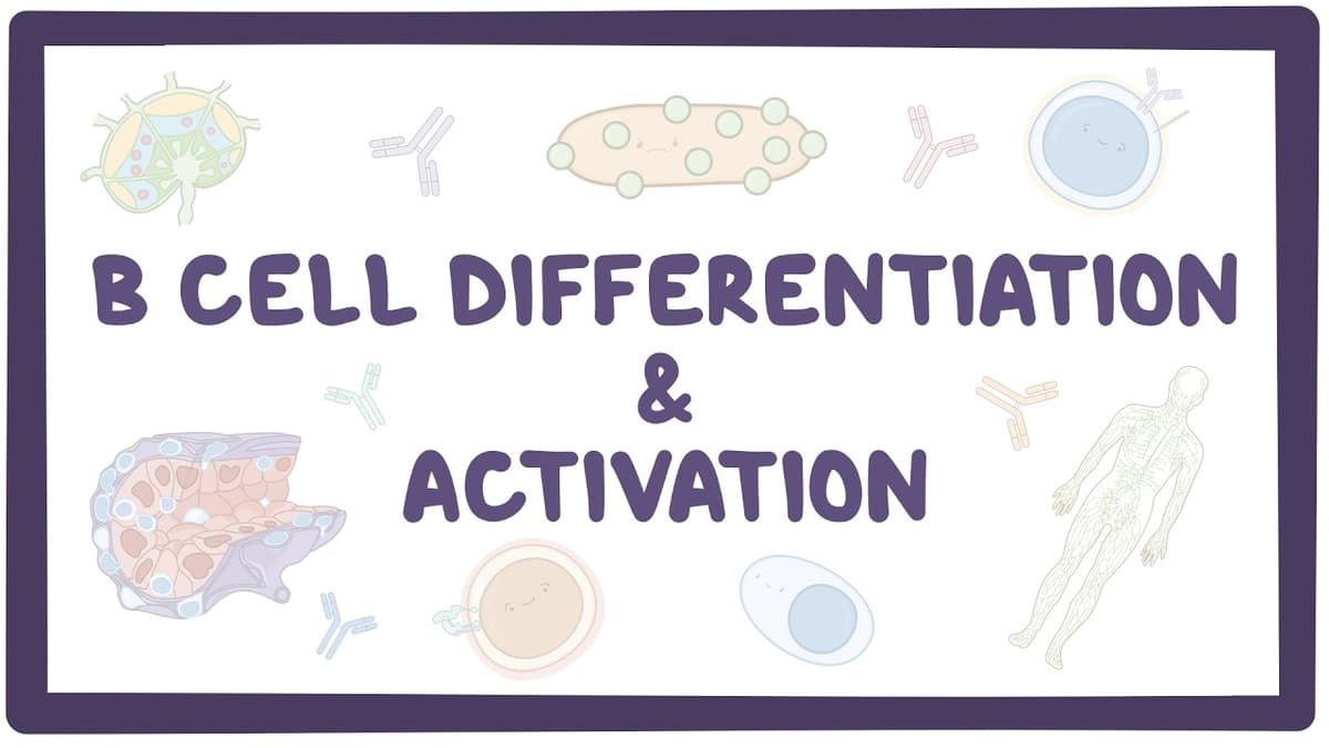 B Cell Activation, Differentiation, and Contraction