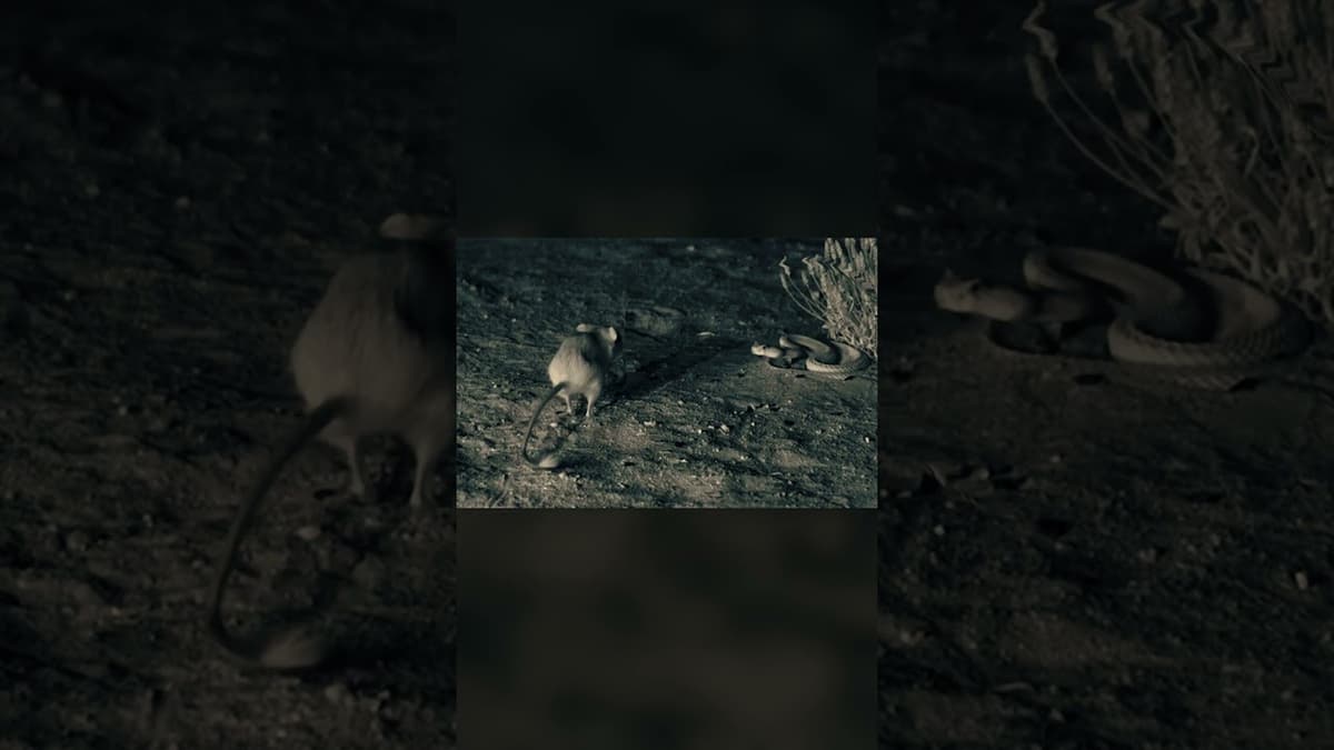 How Does a Kangaroo Rat Escape a Certain Death? | #DeepLook #Shorts