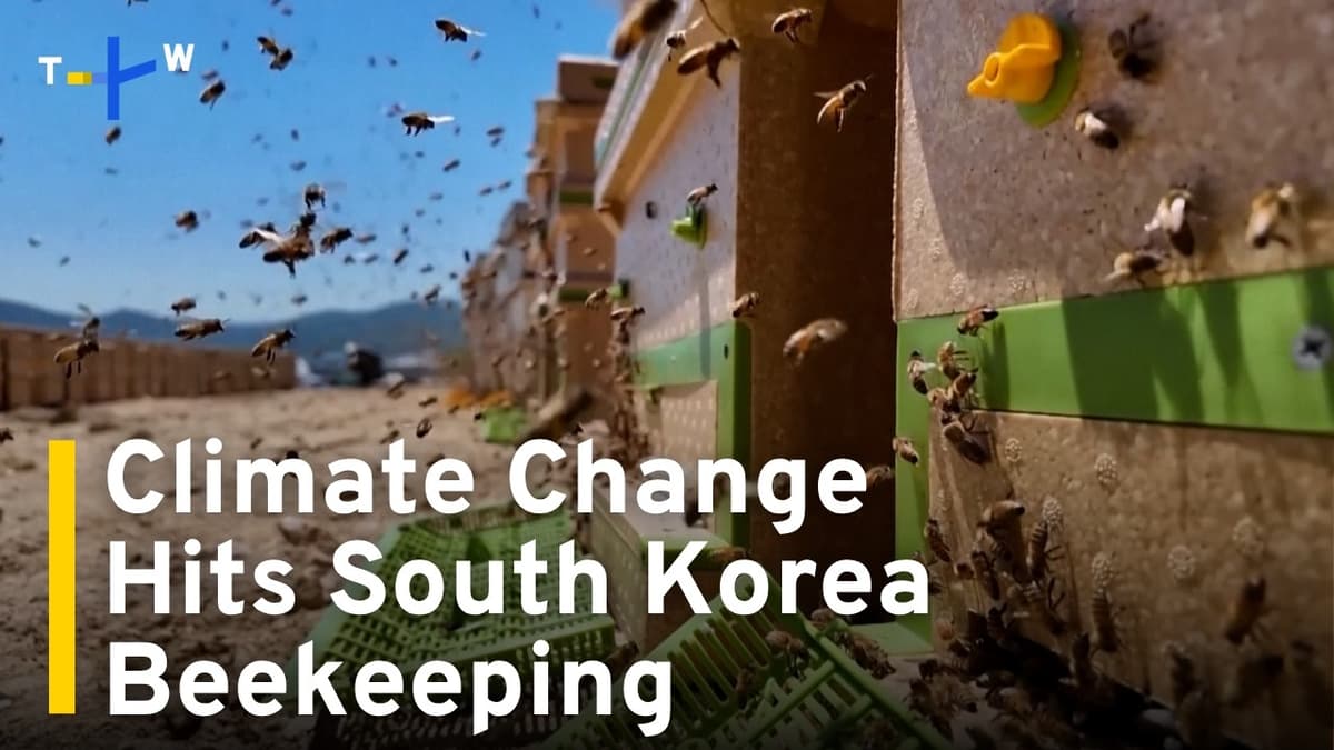 South Korean Beekeepers Struggle With Climate Change|TaiwanPlus News