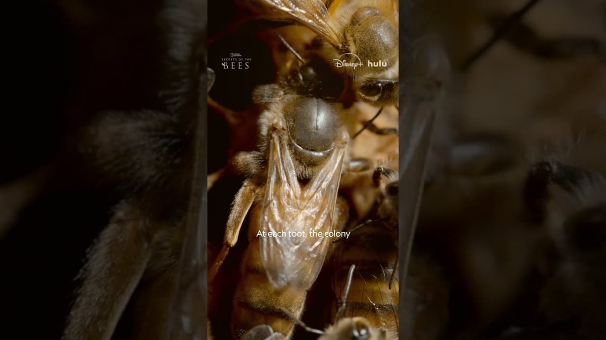 Being Bee Royalty Is a Full-Time Job #SecretsOfTheBees