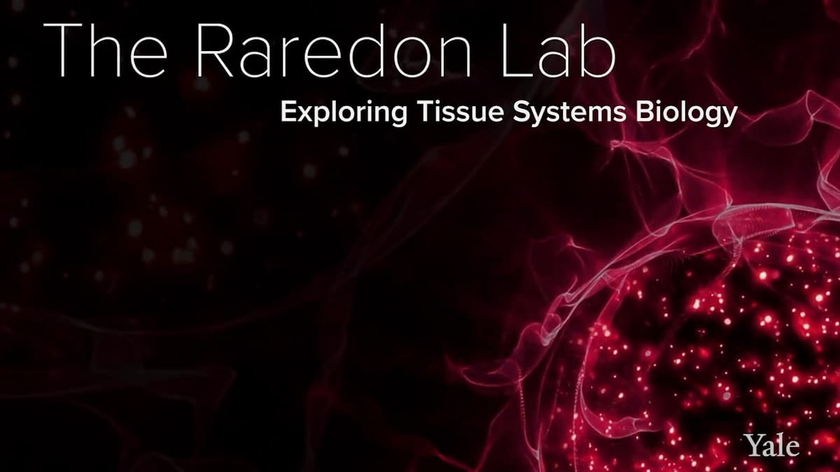 Tissue Systems, Cell Signaling & Algorithms - The Raredon Lab at Yale School of Medicine