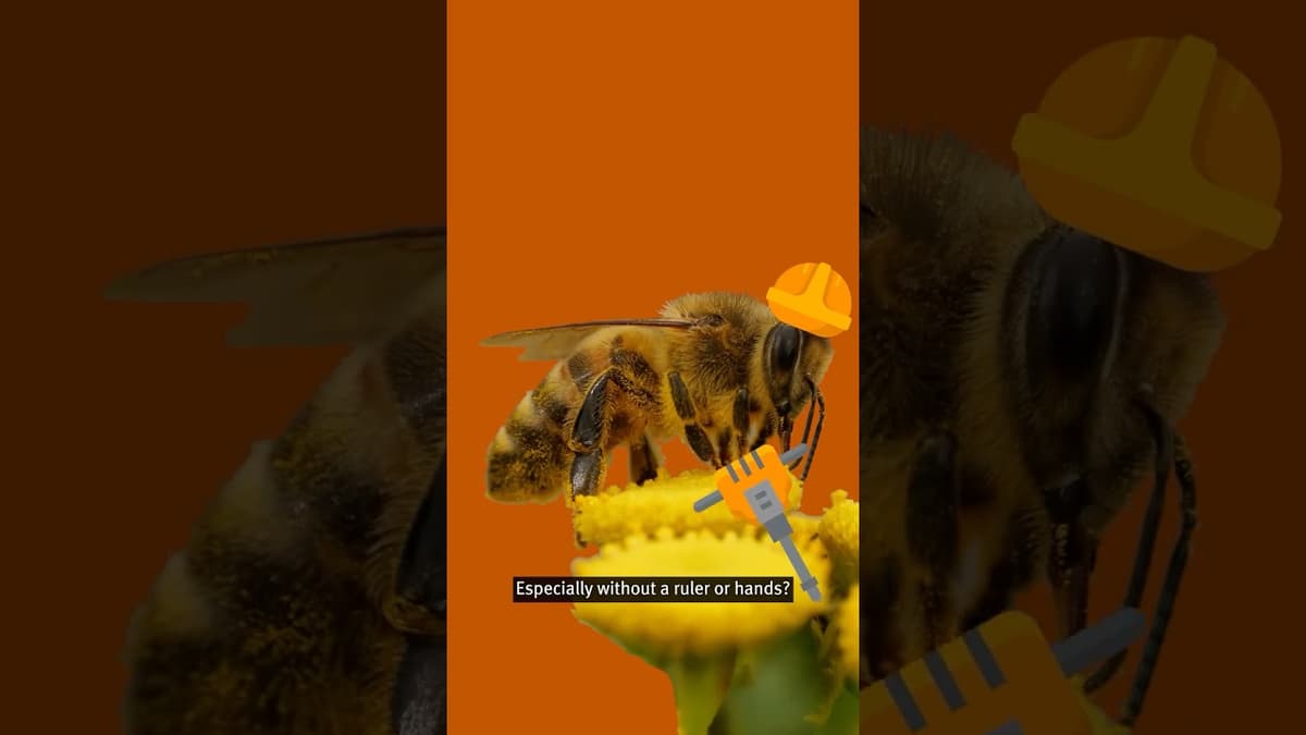 How Do Bees Make Such Perfect Hexagons? #science #bees #shorts #honeycomb #maths #sciencefacts