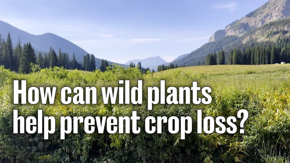 How Can Wild Plants Help Prevent Crop Loss?