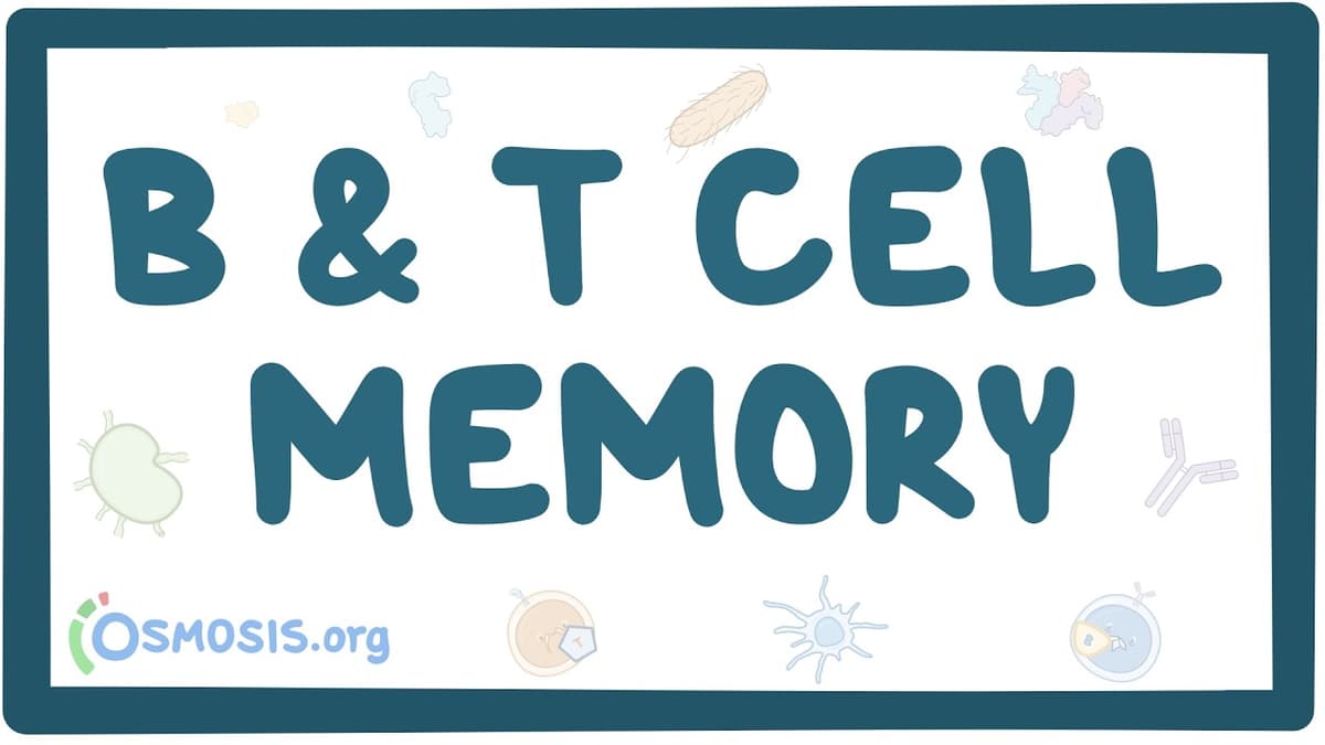 B- and T-Cell Memory