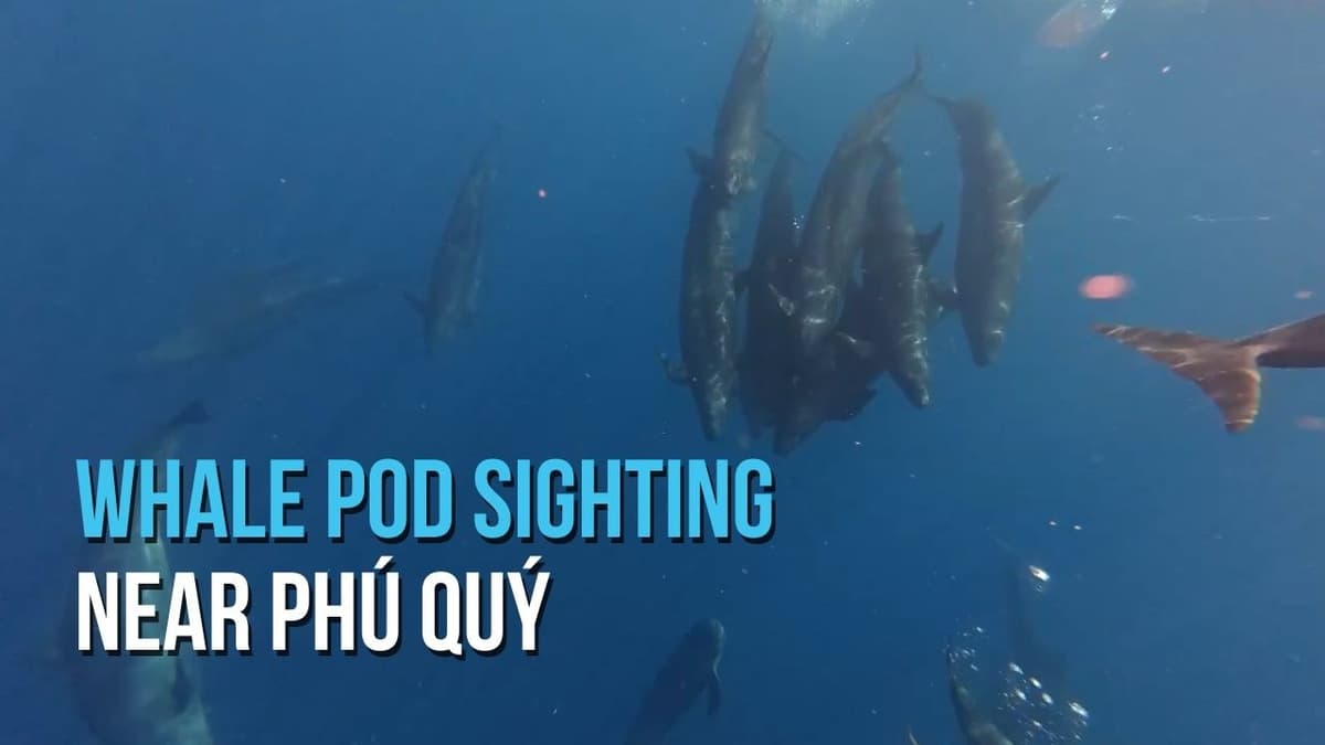 Whale Pod Sighting Near Phú Quý | Bắt Gặp Quần Thể Cá Voi Gần Đảo Phú Quý