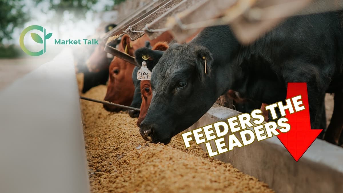 Technical Analysis on Feeder Cattle, Weather Story and More