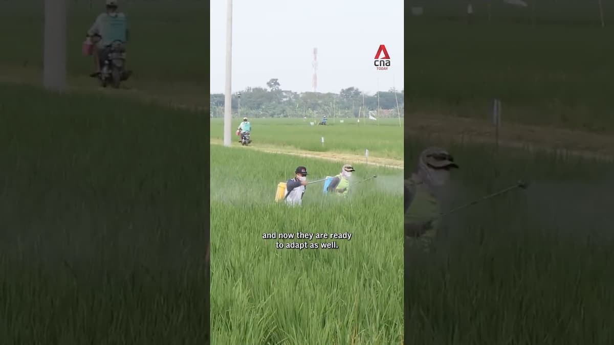 More Rice for Less Methane? This Singapore Lab Is Already Seeing Success with Regional Farmers