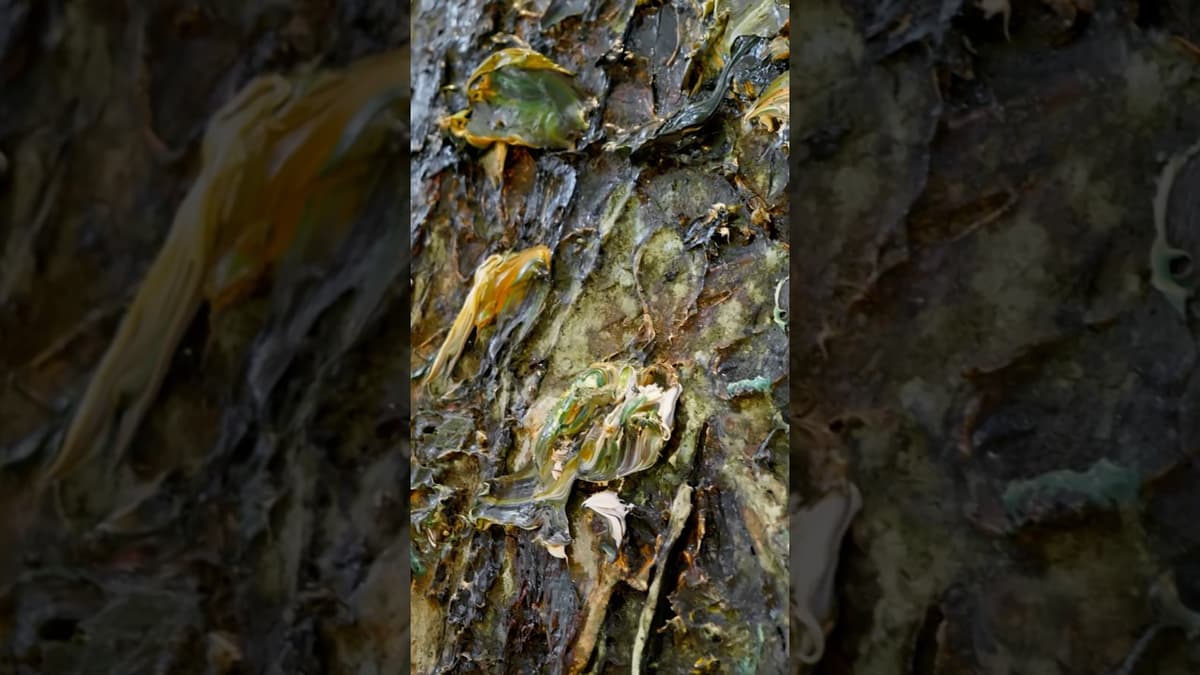 Five Monumental Paintings by Anselm Kiefer Are on View Through Spring 2027.