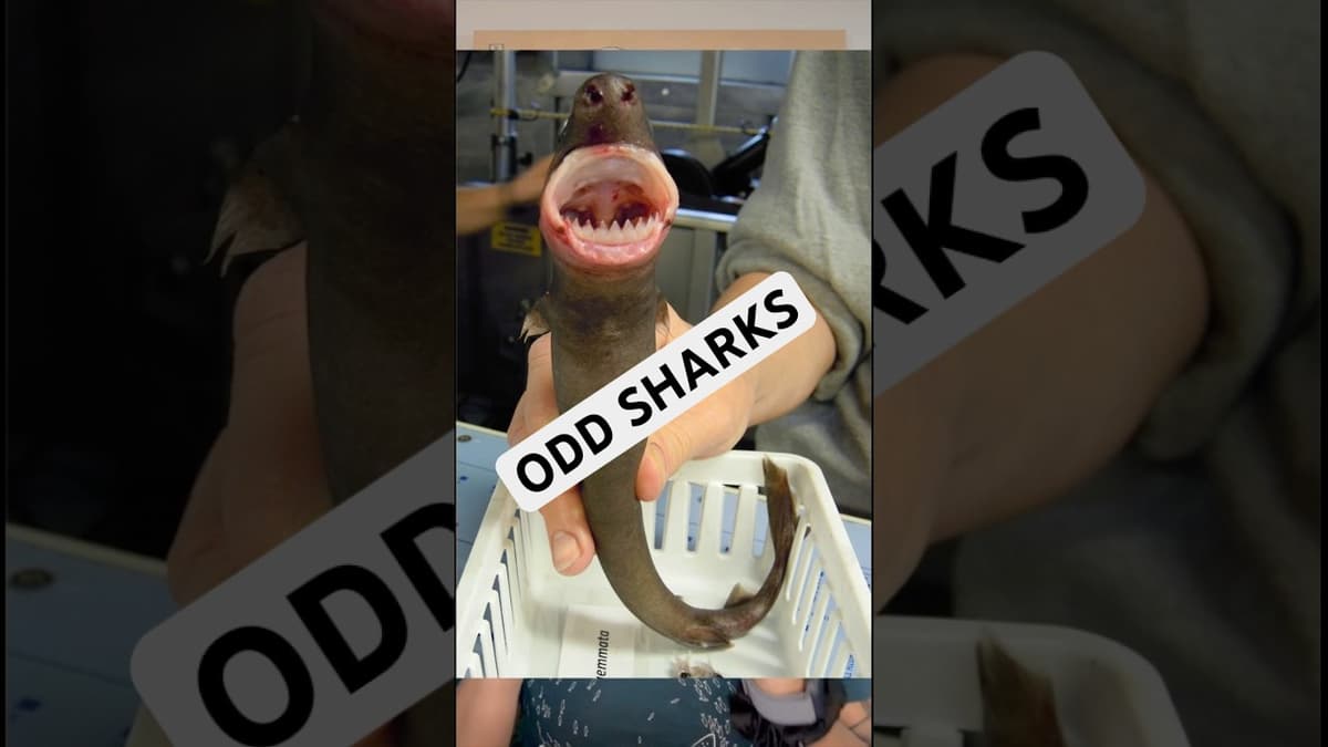 These Are the Weirdest Sharks Out There
