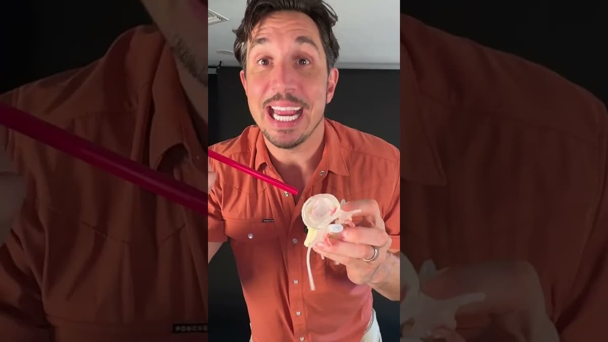 What's Inside the Disc (and How It Herniates)