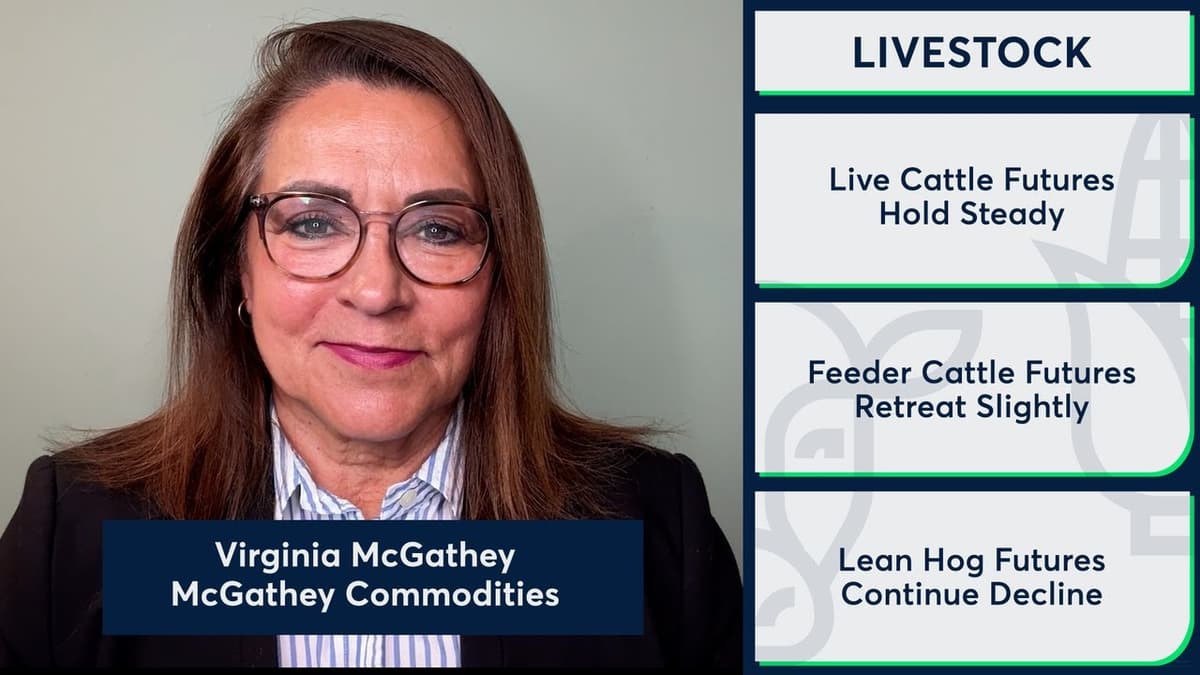 Live Cattle Futures Remained Steady. 4/15/26