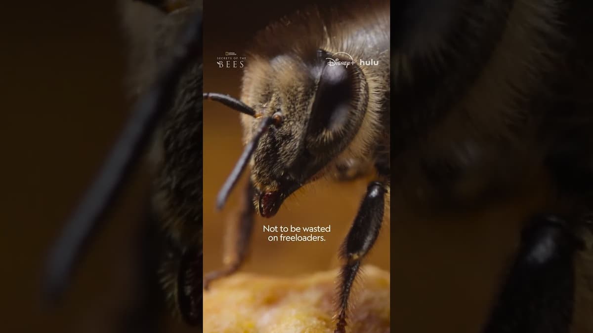 Male Bees Do NOTHING To Contribute #SecretsofTheBees