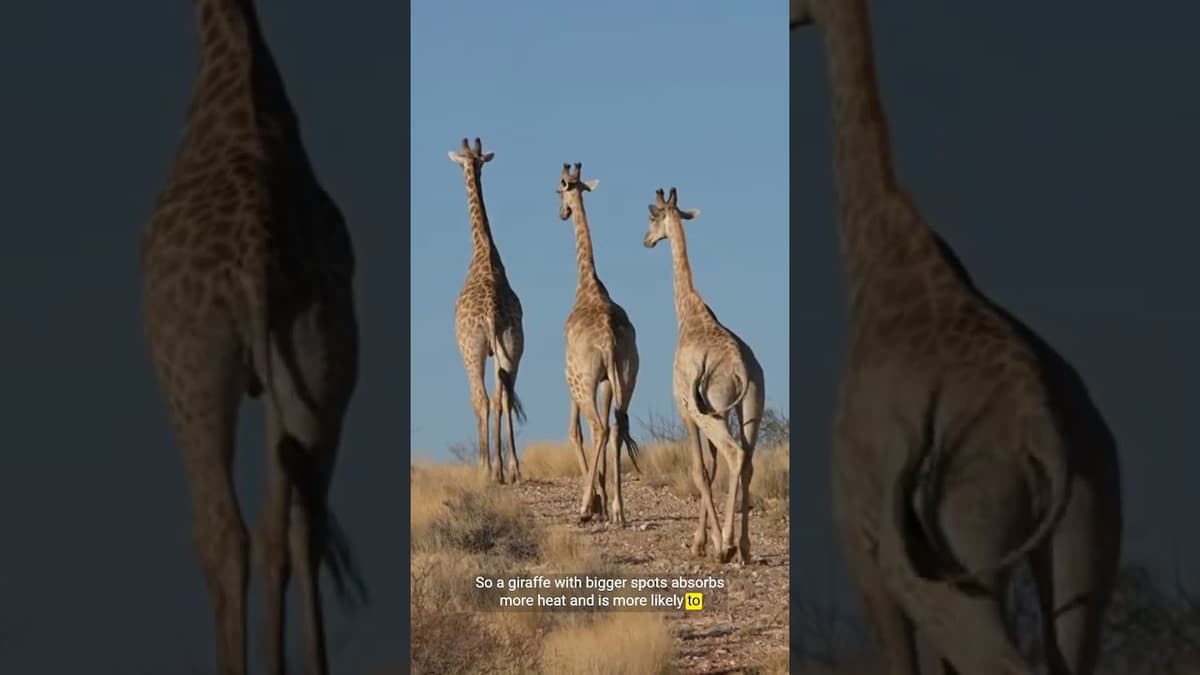 The Surprising Role of a Giraffe's Spots