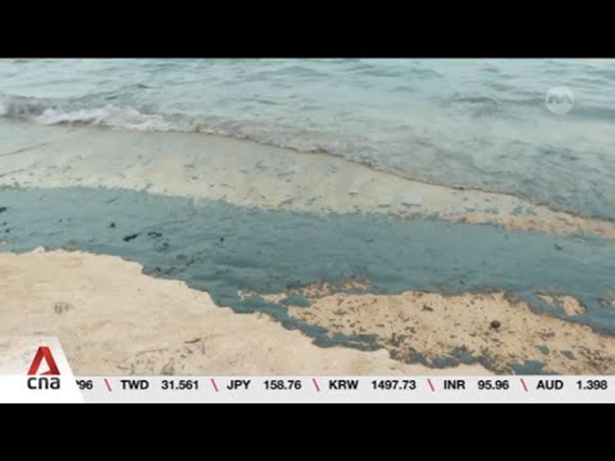 Marine Life Bounced Back in a Few Months Following 2024 Oil Spill: Researchers