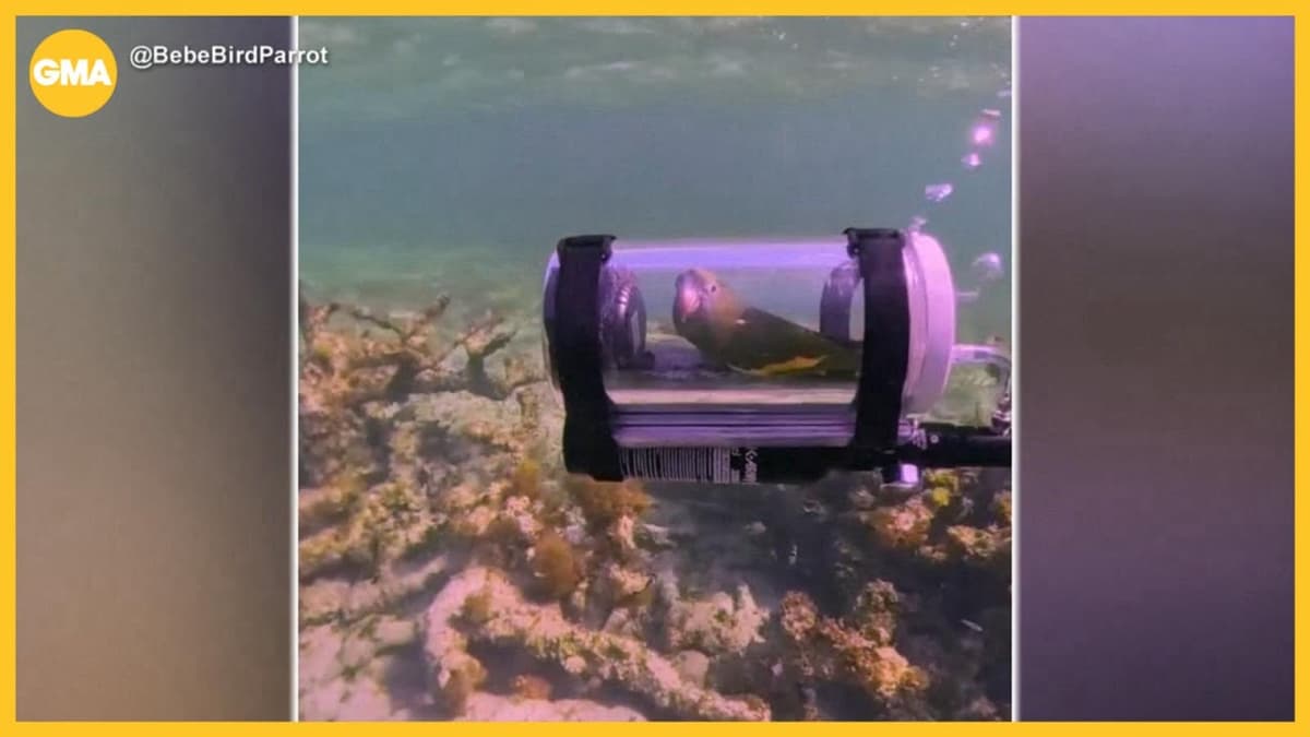Parrot Explores the Ocean in DIY Submarine