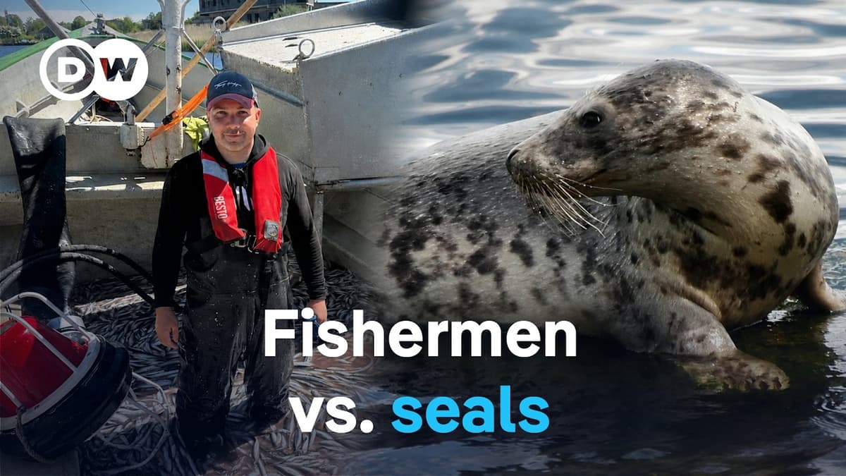 Hunt or Protect? The Debate over Baltic Sea Seals | DW Documentary