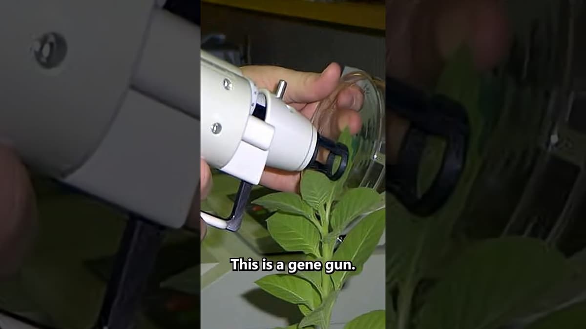 Gene Guns Let You Shoot DNA Into Things