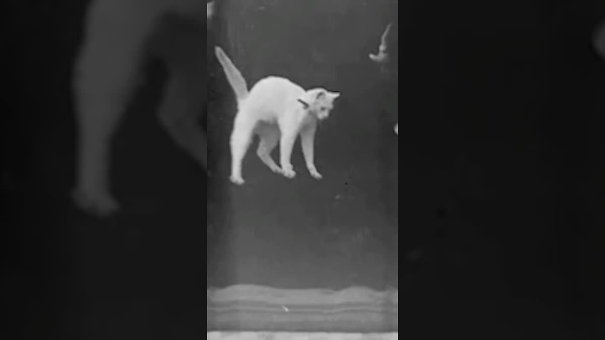 How Are the Earliest Films Preserved?