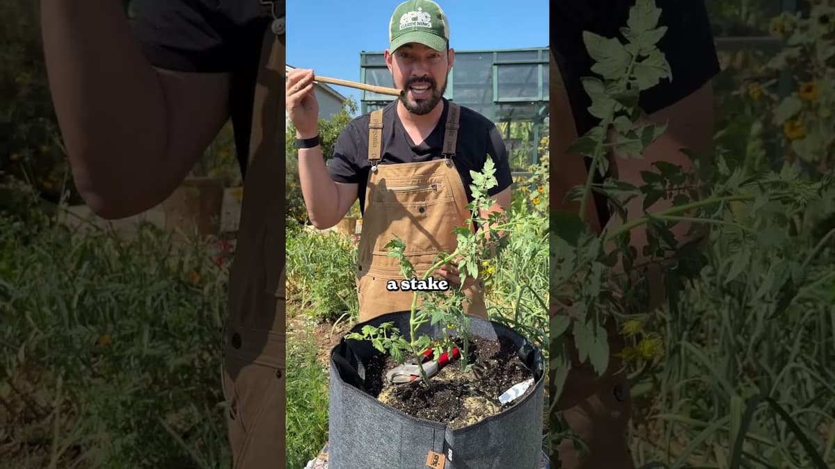 Here's How to Plant Tomatoes in Containers...