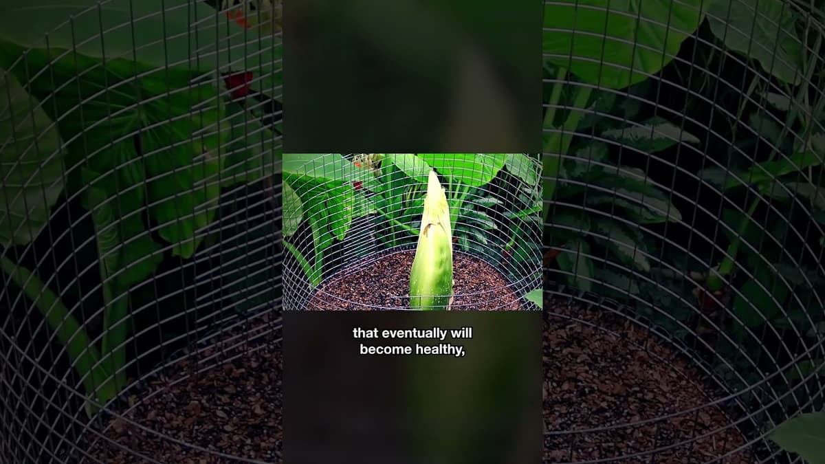 How a Corpse Flower Avoids Pollinating Itself | #DeepLook #Shorts