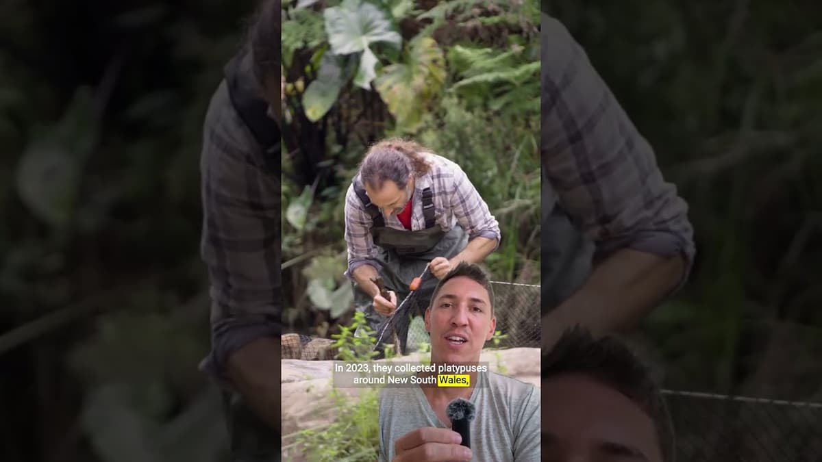 These Platypuses Are Helping Heal an Iconic Australian Ecosystem #shorts