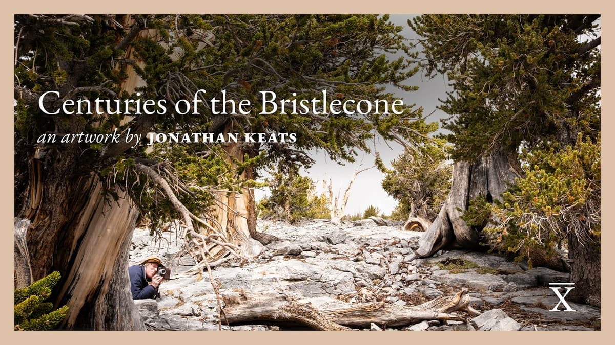 Centuries of the Bristlecone by Jonathon Keats
