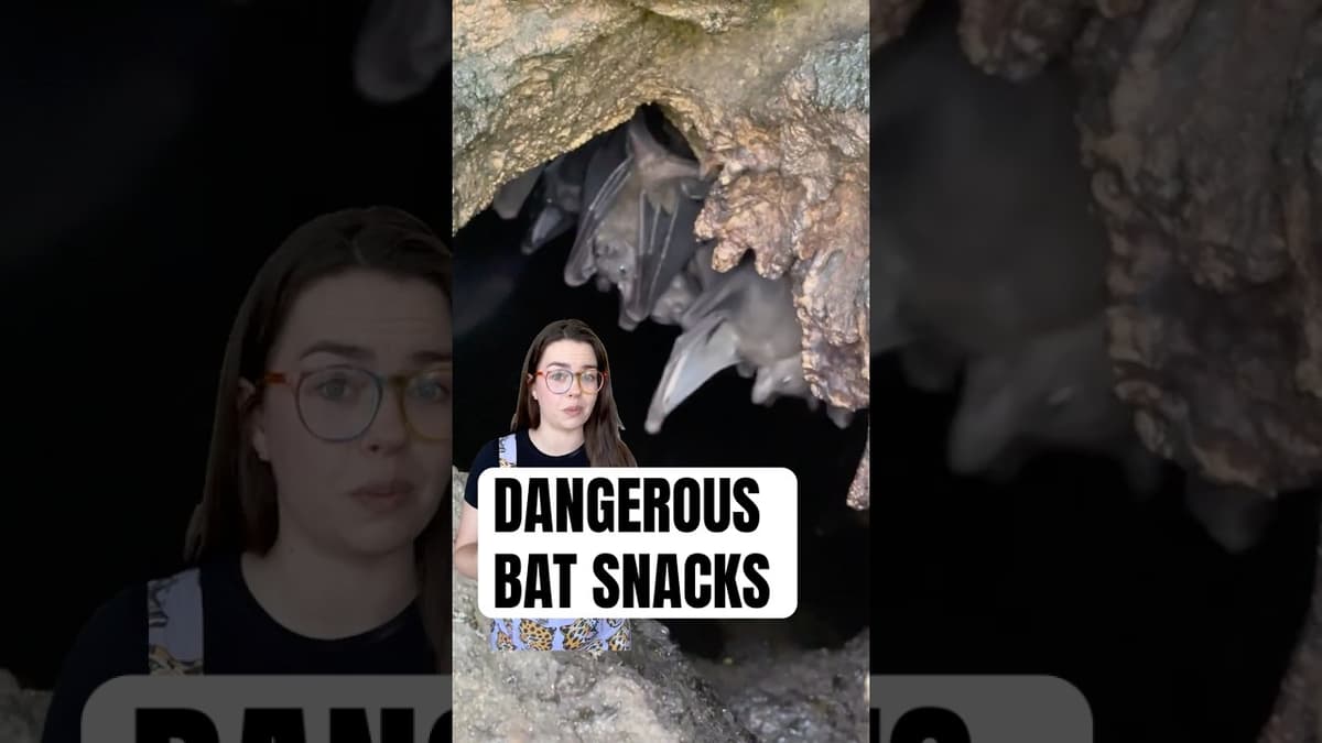 Everything Eats Bats?