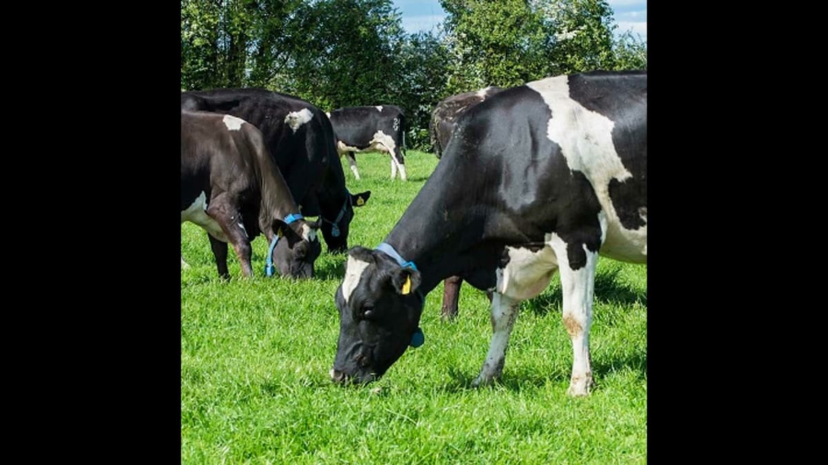 How Reseeding Supports Higher Performance