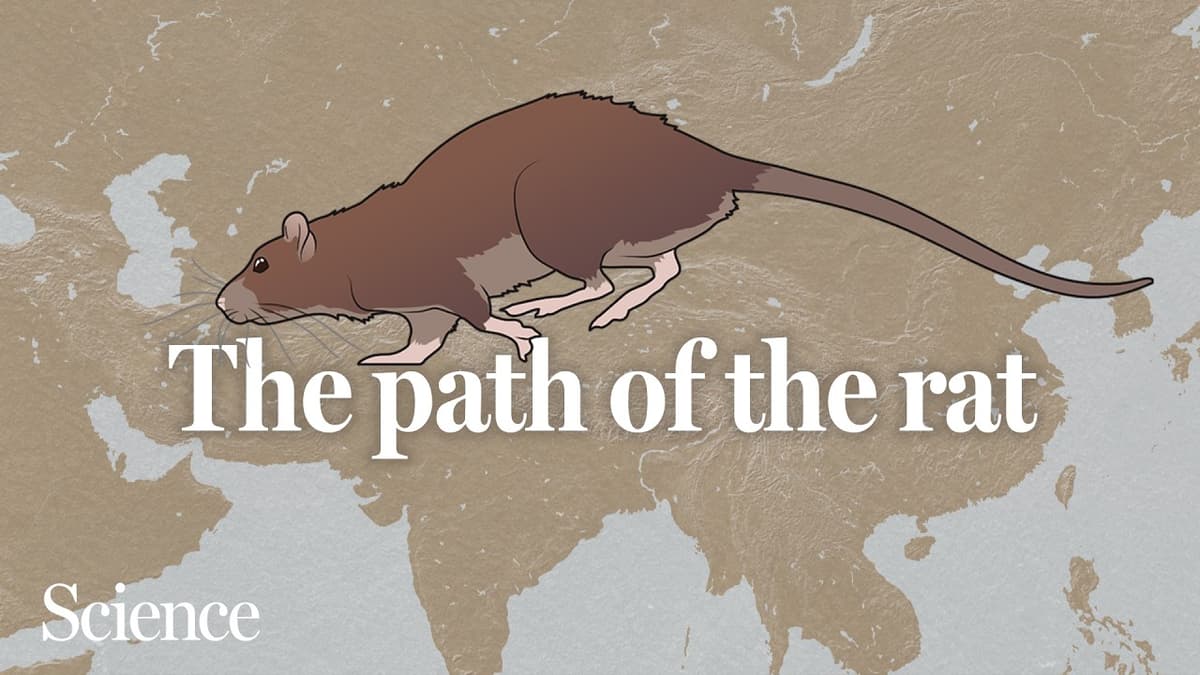 How the Brown Rat Quietly Spread Across the World