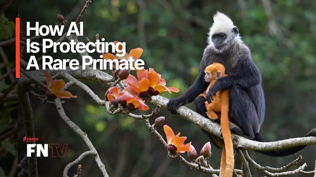 The AI System Saving One of the World’s Rarest Monkeys | Huawei AI Conservation