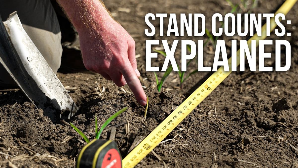 Corn Stand Counts: What They Mean and What They Tell You