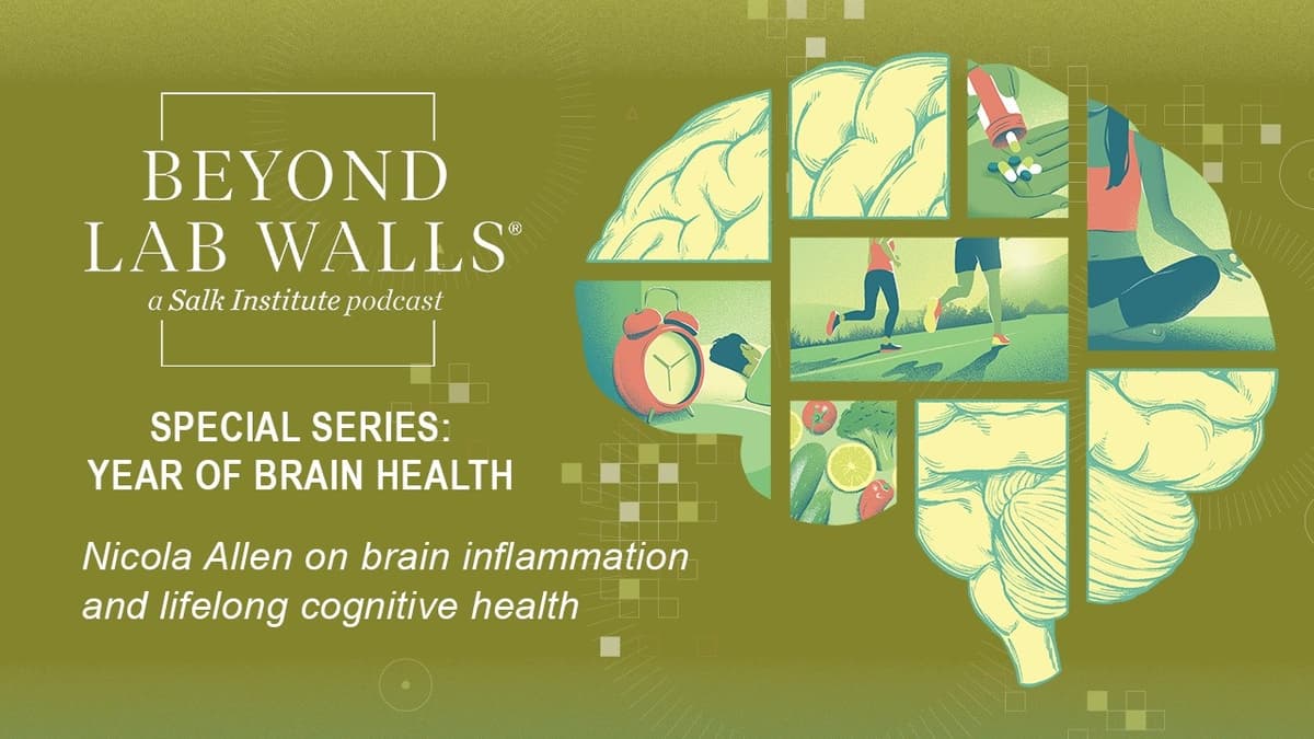 Salk’s Year of Brain Health: Nicola Allen on Brain Inflammation and Lifelong Cognitive Health