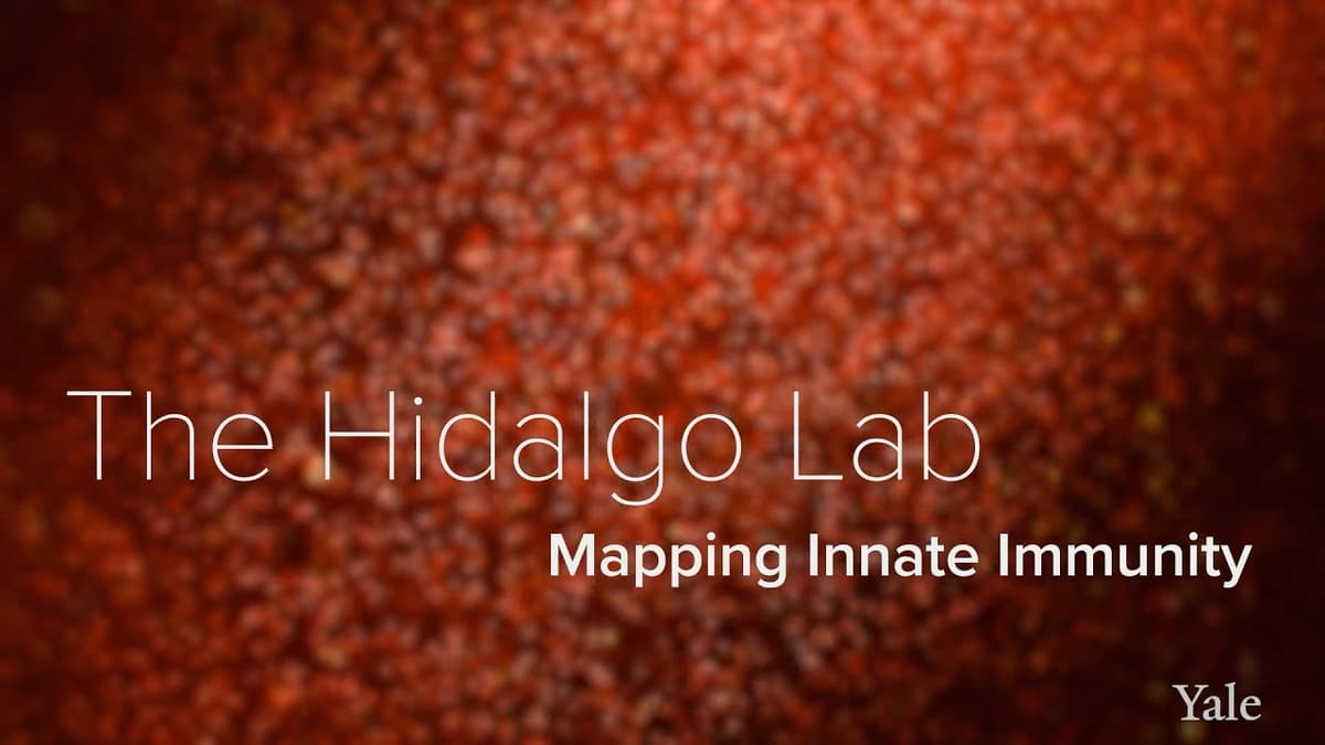 Innate Immunity, Neutrophils & Aging - The Hidalgo Lab at Yale School of Medicine