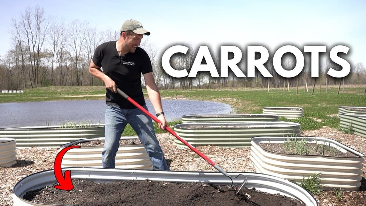 Grow HUGE Straight Carrots with Better Germination - Pro Tips For The BEST Carrots Ever 🥕