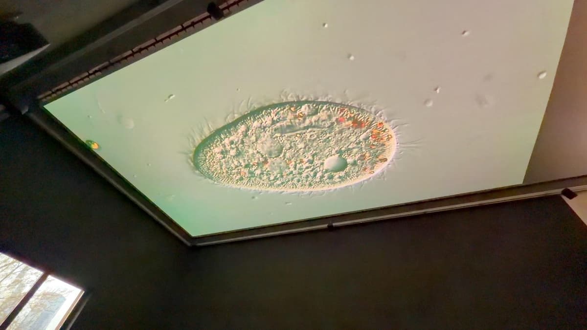 Saodat Ismailova: When the Water Turns to Wind / Portikus FaM