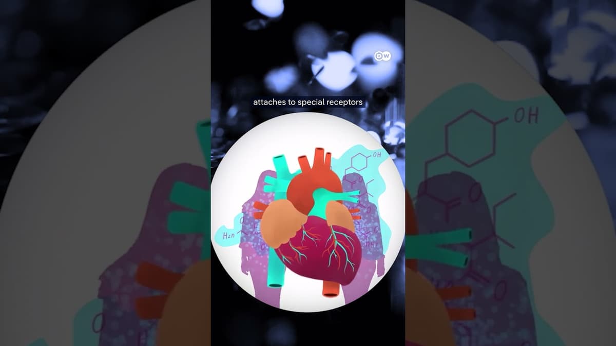 Stress and a Healthy Heart | DW Documentary
