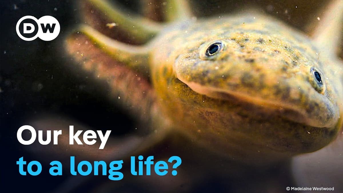 Axolotl - The Magical Healing Powers of a Salamander | DW Documentary