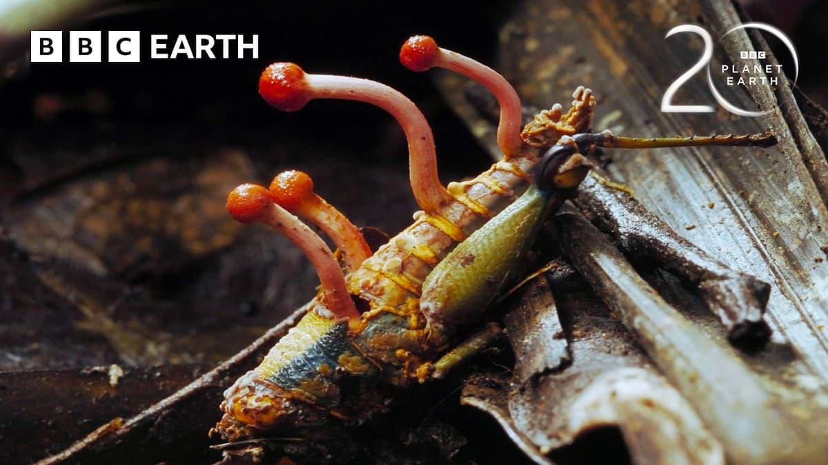 10 Animal Behaviours Filmed for the First Time Ever | BBC Earth