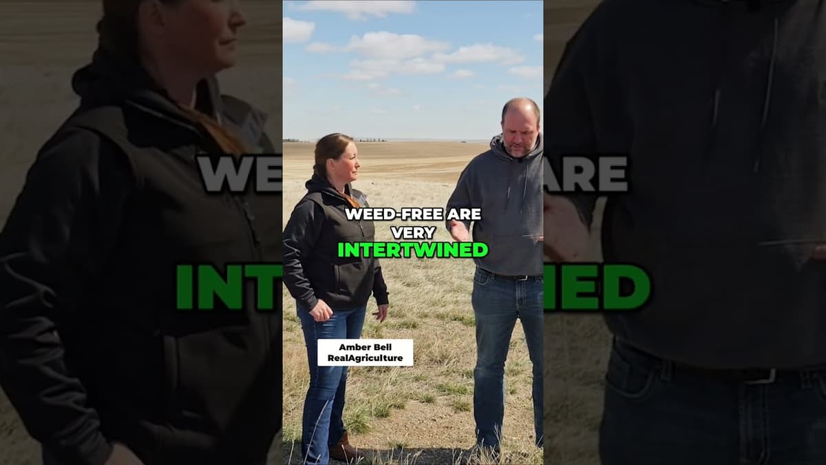 Critical Weed-Free Period: Maximize Pulse Crop Yields #shorts