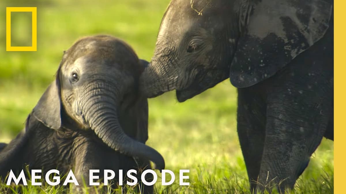 Secret Lives Of Animals Around the Globe | MEGA Episode Special | National Geographic