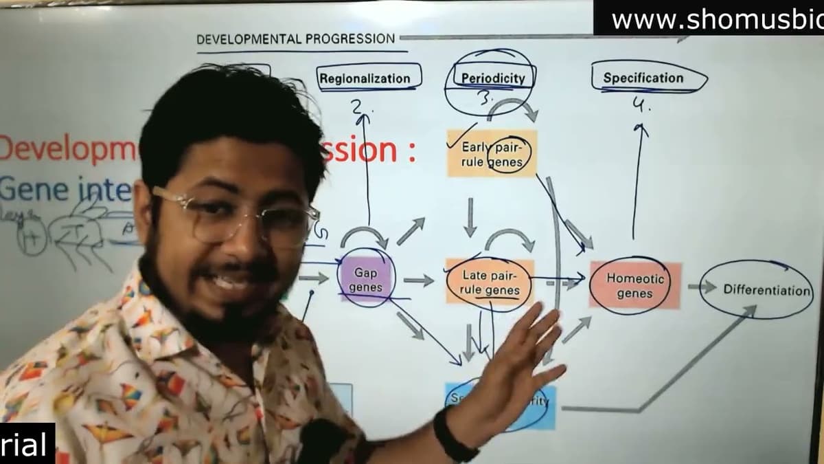 Drosophila Development Csir Net Part 1 | Drosophila Development Cleavage and Gastrulation