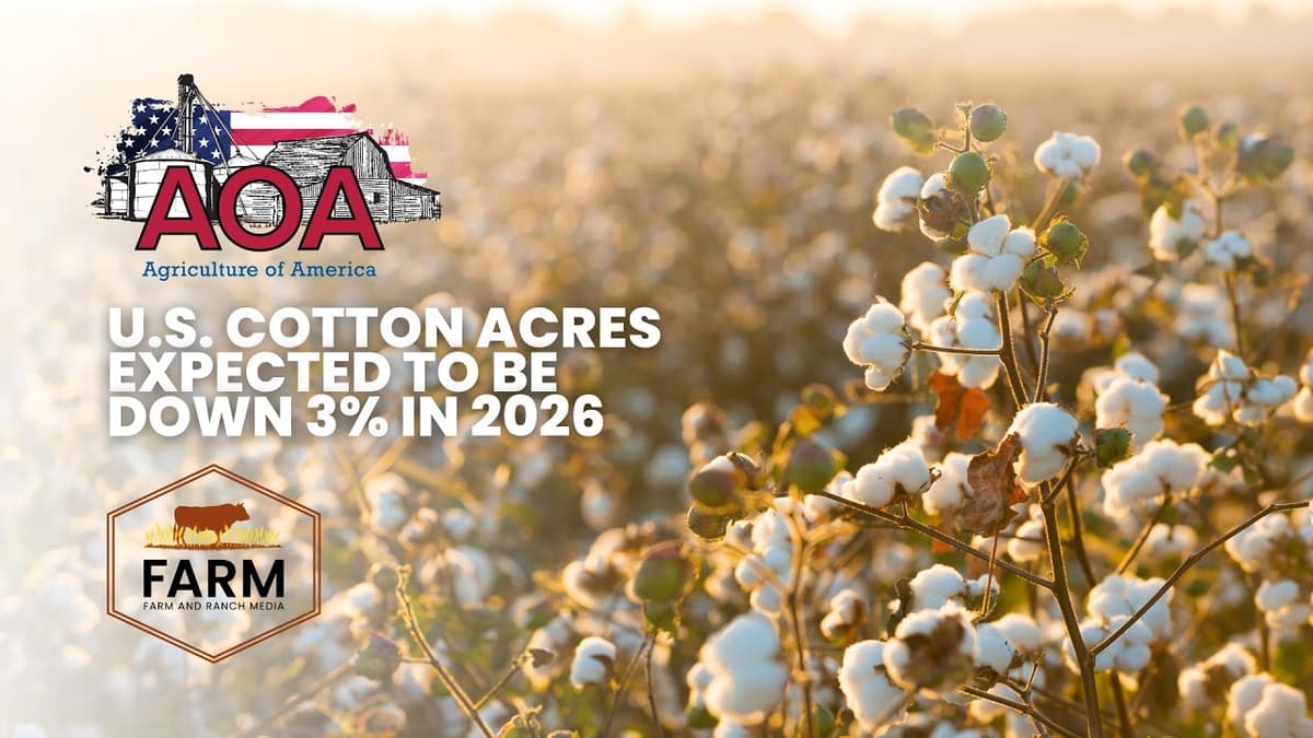 U.S. Cotton Acres Expected to Be Down 3% in 2026