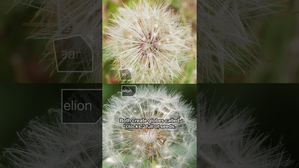 Can You Tell a Dandelion and Its Doppelganger Apart? | #DeepLook #Shorts