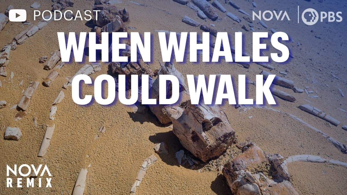 (Podcast Version) When Whales Could Walk | NOVA Remix | NOVA | PBS