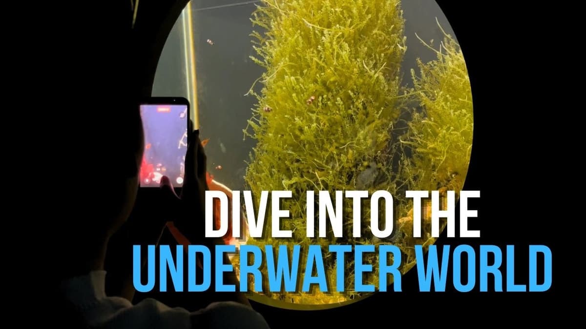 Dive Into the Underwater World | Khám Phá Bảo Tàng Hải Dương Học Nha Trang