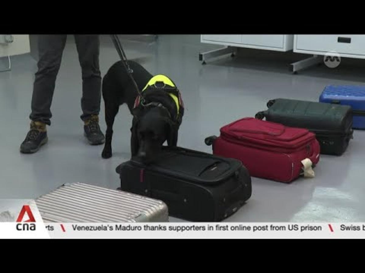 Illegal Wildlife Trade: NParks May Deploy K9 Unit at Maritime Ports to Sniff Out Suspicious Cargo