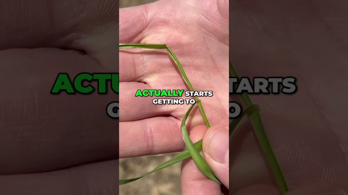 Glyphosate-Resistant Ryegrass: Identifying and Controlling Problem Grasses #shorts