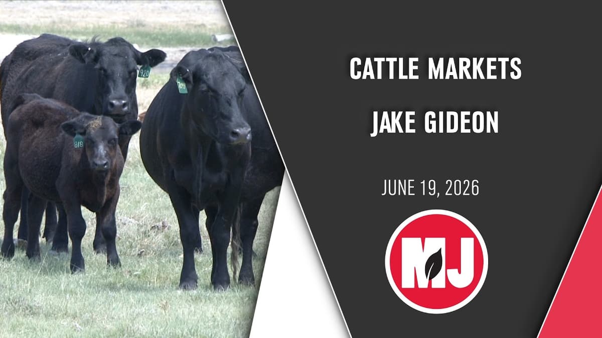 Cattle Market Update: 800-Pound Steers Hit $4.00 Per Pound | Cattle Market Update